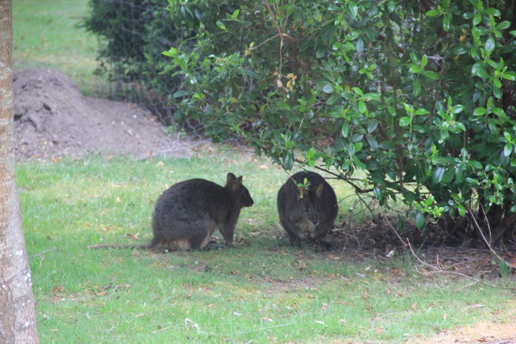 Tamar Valley Farm Stay Kayena Bagian luar foto